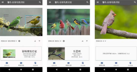 懂鸟智能鸟类识别软件免费版：拍摄鸟类的照片进行辨识
